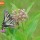 Butterfly on Milkweed thumbnail