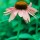 Coneflower-Pink thumbnail