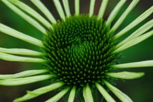 Coneflower White