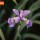 Crested Dwarf Iris thumbnail