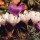 Crocus thumbnail