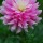 Dahlia-Pink thumbnail