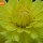 Dahlia Yellow thumbnail