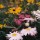 Daisies-&-Black-eyed-Susans thumbnail