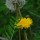 Dandilion thumbnail
