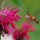 Hummingbird Moth and Bee Balm thumbnail