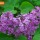Lilacs thumbnail