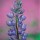 Lupine-Purple thumbnail