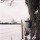 Maple Tree Tap thumbnail