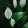 Peace-Lilies thumbnail