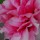 Peony thumbnail