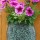 Petunias thumbnail