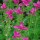 Pink-Flowers thumbnail