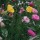 Pink-and-Yellow-Flowers thumbnail