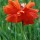 Poppy thumbnail