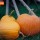 Pumpkins thumbnail
