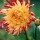 Red-and-Yellow-Dahlia thumbnail