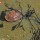Rock Crab and Seaweed thumbnail