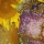 Sunflower Heads with Seeds thumbnail