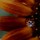 Sunflower-with-Lady-Bug thumbnail