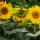 Sunflowers 52 thumbnail