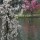 Tree-Blossoms-and-Canadian-Geese thumbnail