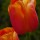 Tulips-Orange thumbnail