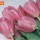 Tulips Pink thumbnail