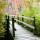 Walkway with Fall Leaves thumbnail
