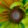 Black-eyed Susan 356 thumbnail
