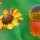 Coreopsis thumbnail