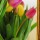 Tulips in Mirror thumbnail