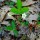 Wild Strawberries thumbnail