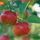 Apples thumbnail