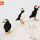 Atlantic Puffins 228 thumbnail