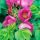 Beach-Roses thumbnail