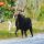 Bull Moose in Stream thumbnail