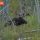 Bull Moose in Swamp thumbnail