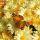 Butterfly on Mums thumbnail