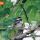 Chickadee thumbnail