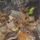 Chipmunk Bookmark thumbnail