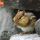 Chipmunk on Rocks thumbnail