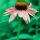Coneflower-Pink thumbnail