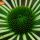 Coneflower White thumbnail