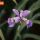Crested Dwarf Iris thumbnail