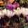 Crocus thumbnail