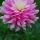 Dahlia-Pink thumbnail