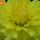 Dahlia Yellow thumbnail