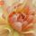 Dahlia thumbnail