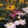 Daisies-&-Black-eyed-Susans thumbnail